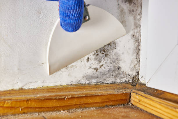 Best Mold Prevention Services  in Las Quintas Fronterizas, TX